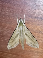 Hippotion balsaminae