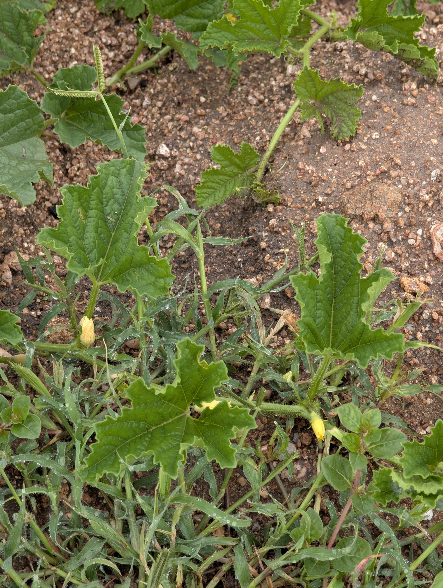 Muskmelon (Cucumis melo)