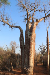 Adansonia