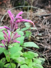 Agastache pallida