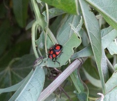 Stiretrus decastigmus