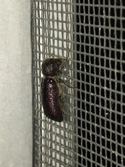 Apatides fortis