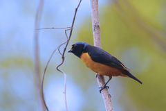 Chlorophonia musica musica