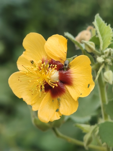Florida Keys Indian mallow (Abutilon hirtum)