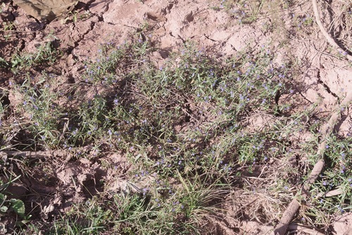 Hydrolea zeylanica