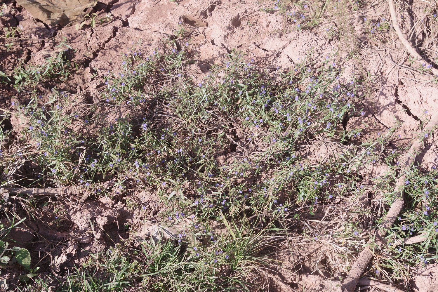 Hydrolea zeylanica