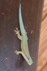 Phelsuma modesta