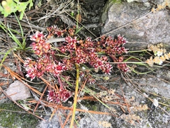 Sedum vinicolor