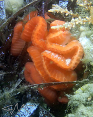 Sycozoa cerebriformis