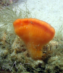 Sycozoa cerebriformis