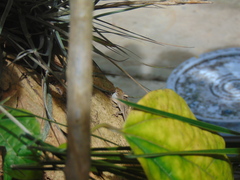 Anolis laeviventris