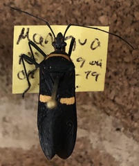 Phthia lunata