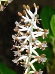 Cranichis ciliata