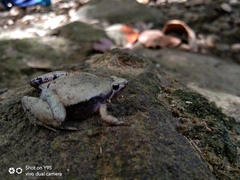 Microhyla achatina