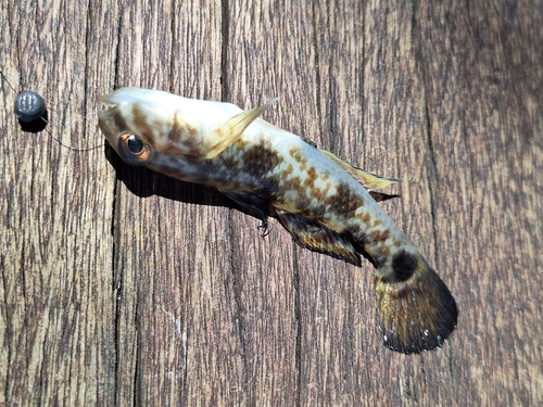 Goby (Acentrogobius nebulosus) — Gobiidae