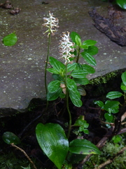 Cranichis ciliata
