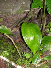 Cranichis ciliata