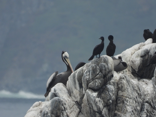 Peruvian Pelican (Pelecanus thagus), photo 4
