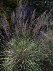 Muhlenbergia emersleyi