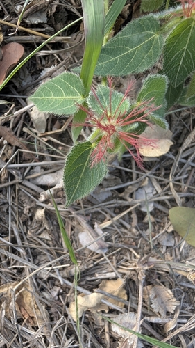 Acalypha petiolaris, photograph 2