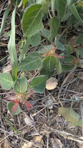 Acalypha petiolaris, photograph 3