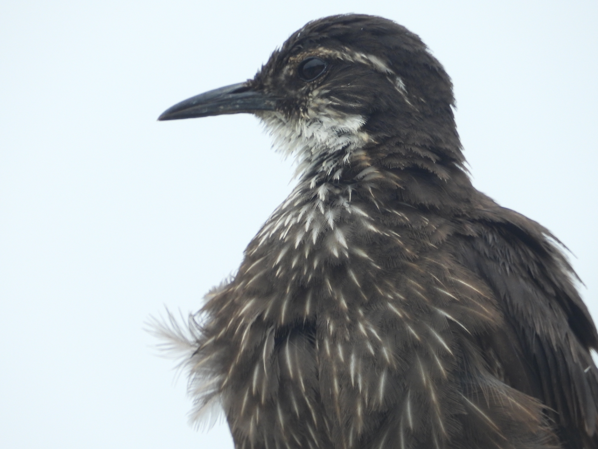 Chilean Seaside Cinclodes (Cinclodes nigrofumosus), photo 2