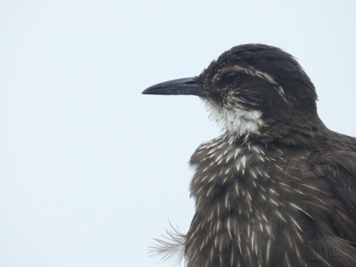 Chilean Seaside Cinclodes (Cinclodes nigrofumosus), photo 3