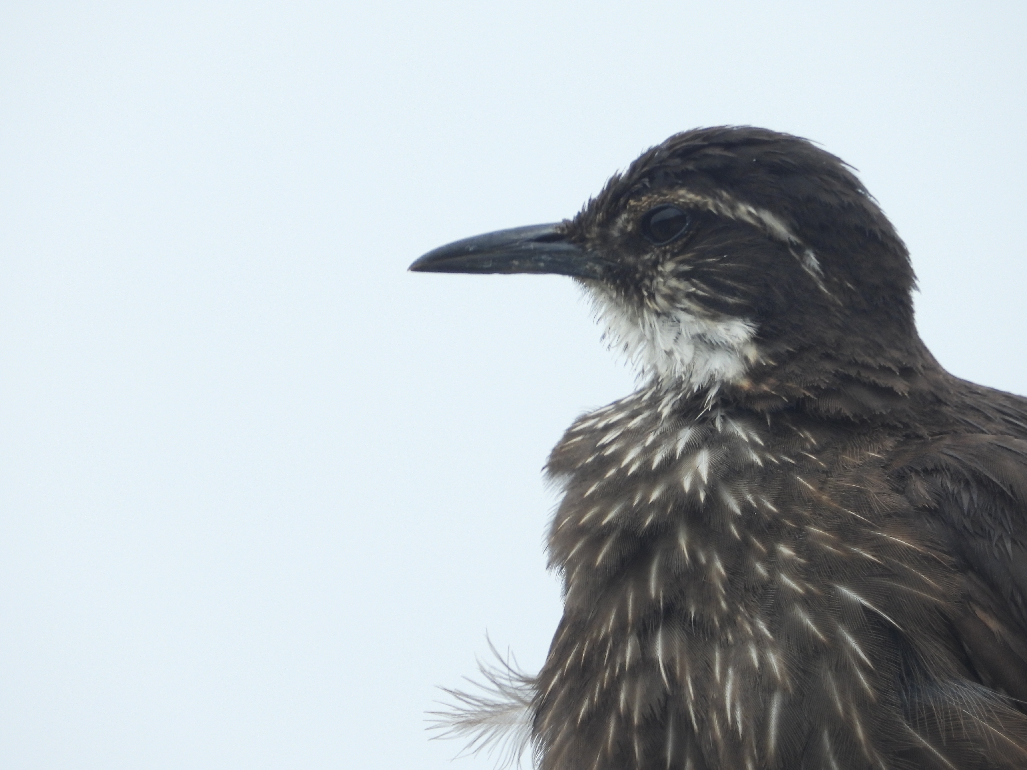 Chilean Seaside Cinclodes (Cinclodes nigrofumosus), photo 3