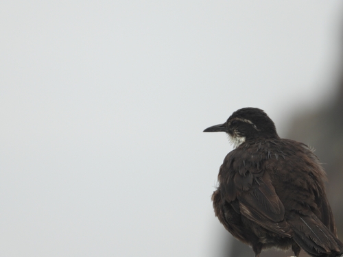 Chilean Seaside Cinclodes (Cinclodes nigrofumosus), photo 4