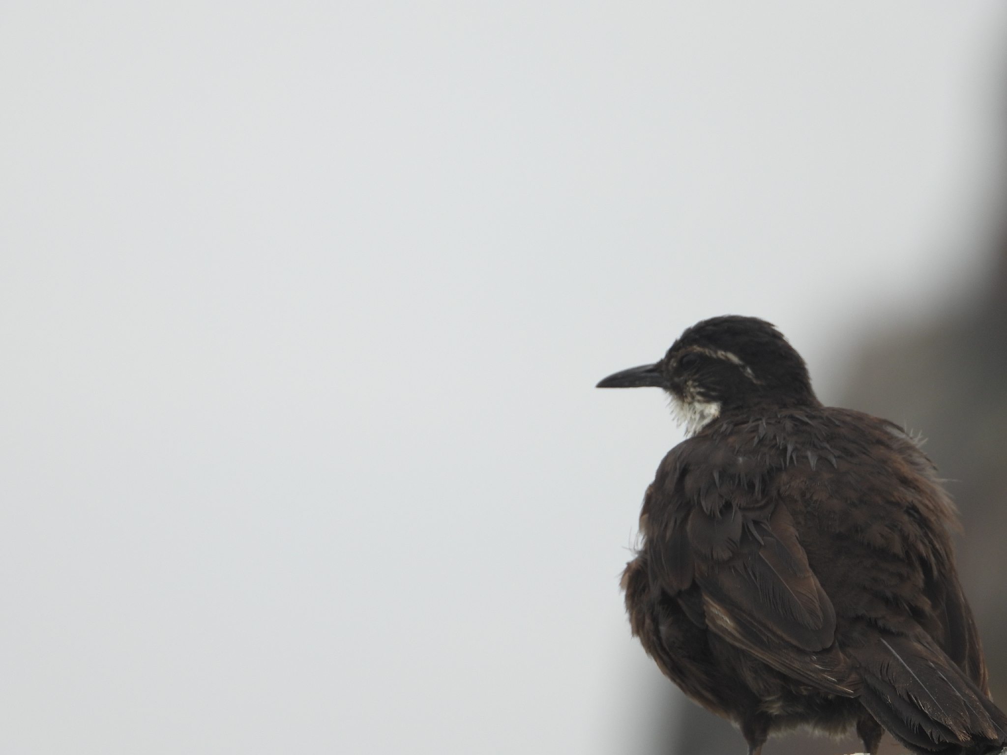 Chilean Seaside Cinclodes (Cinclodes nigrofumosus), photo 6