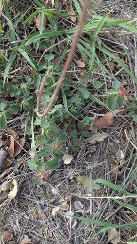Acalypha petiolaris, photograph 4