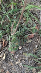 Shedron Mukhumo, CC BY, iNaturalist via GBIF Acalypha petiolaris, photograph Shedron Mukhumo, CC BY, iNaturalist via GBIF