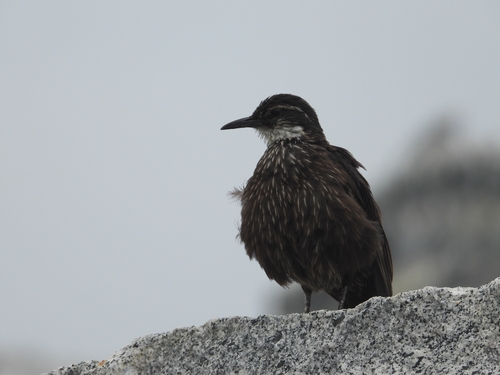 Chilean Seaside Cinclodes (Cinclodes nigrofumosus), photo 5
