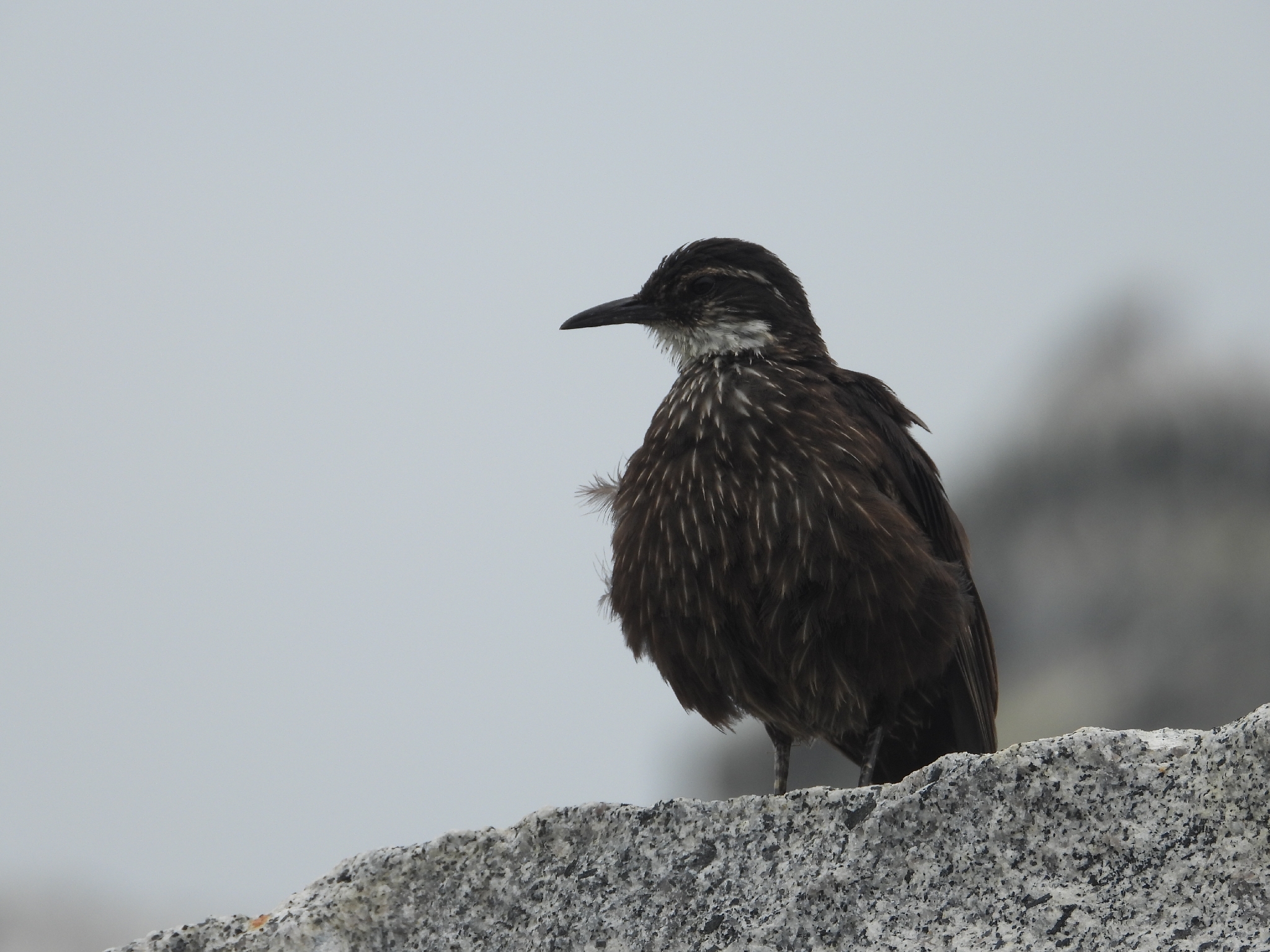 Chilean Seaside Cinclodes (Cinclodes nigrofumosus), photo 7