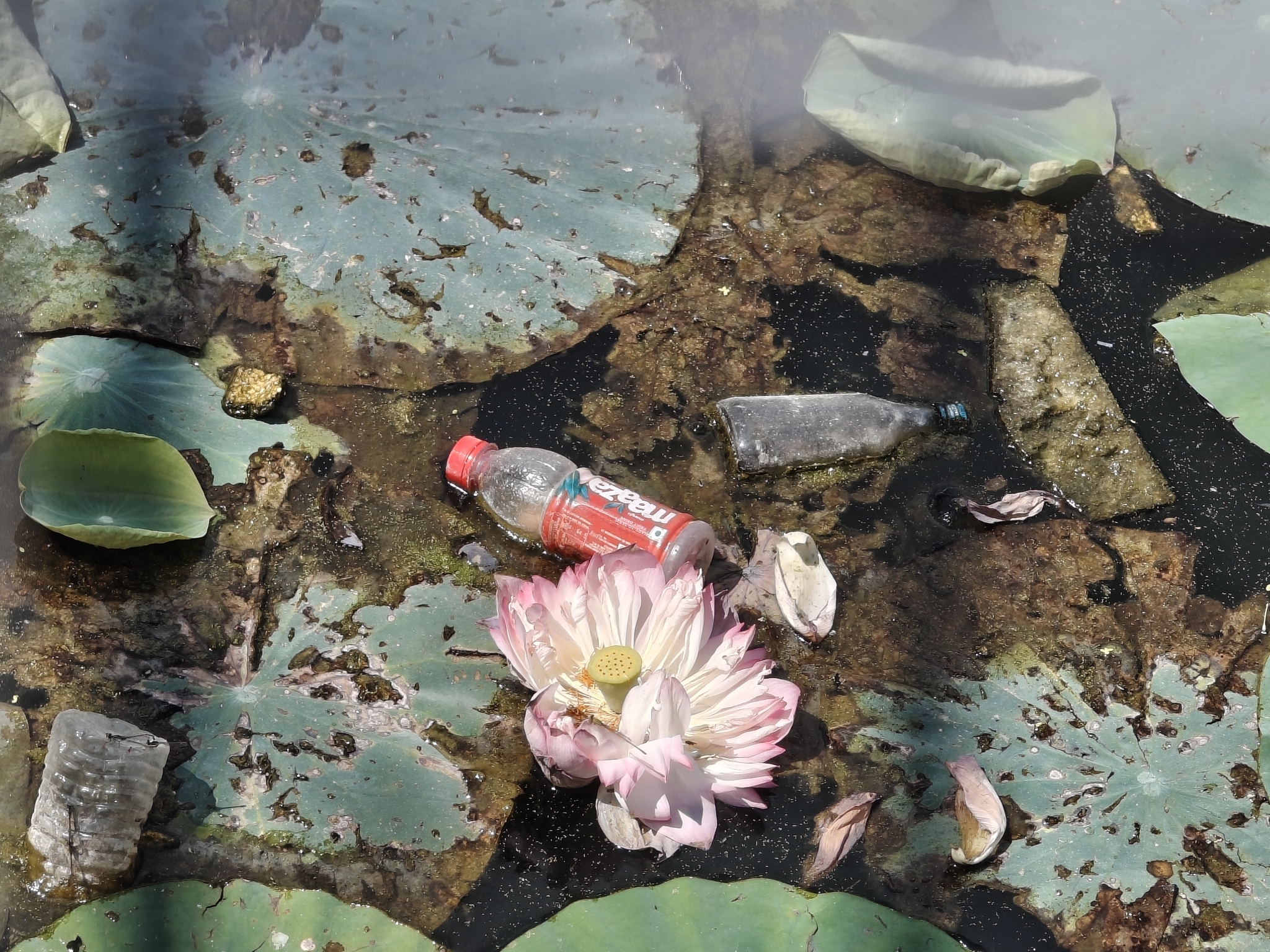 Nelumbo nucifera