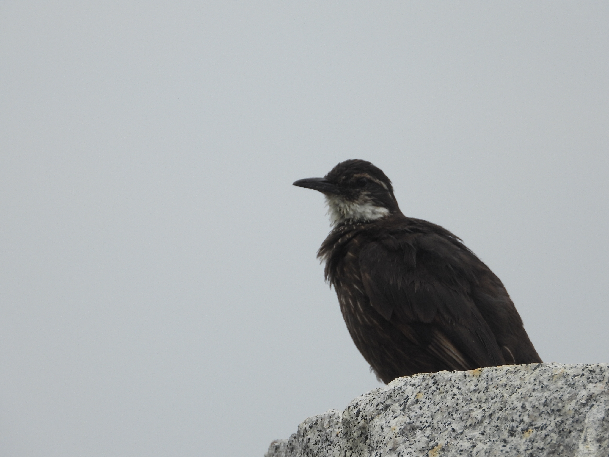 Chilean Seaside Cinclodes (Cinclodes nigrofumosus), photo 8