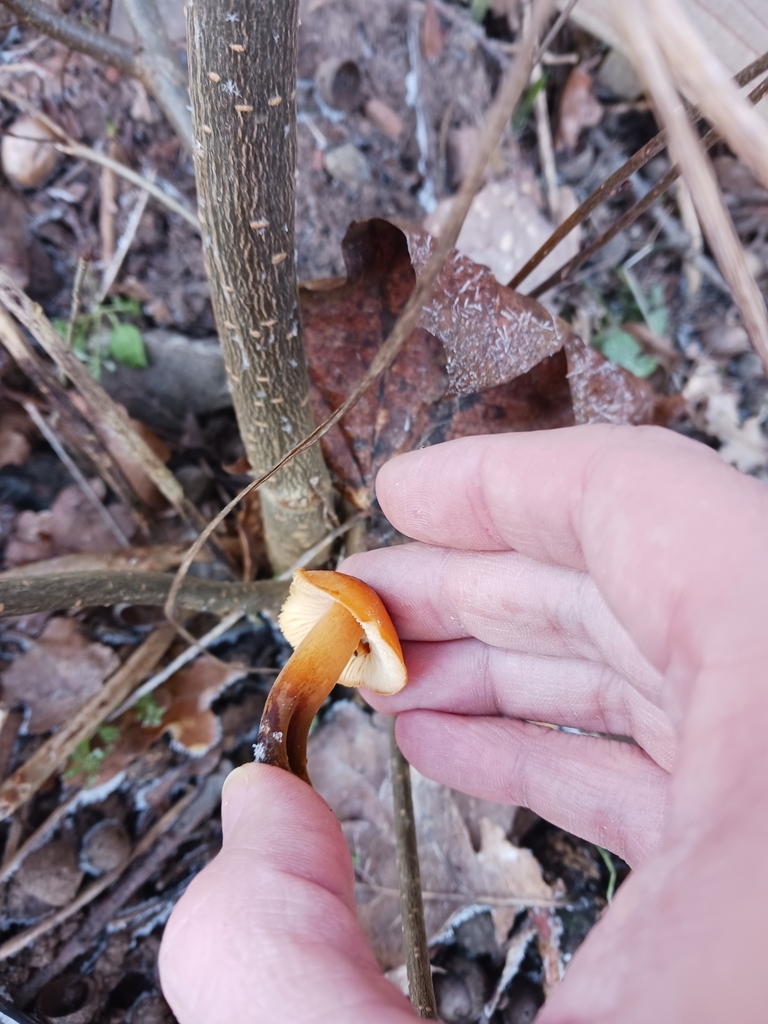 Flammulina · January 2026 · photo: © mangoblatt (iNaturalist, cc0)