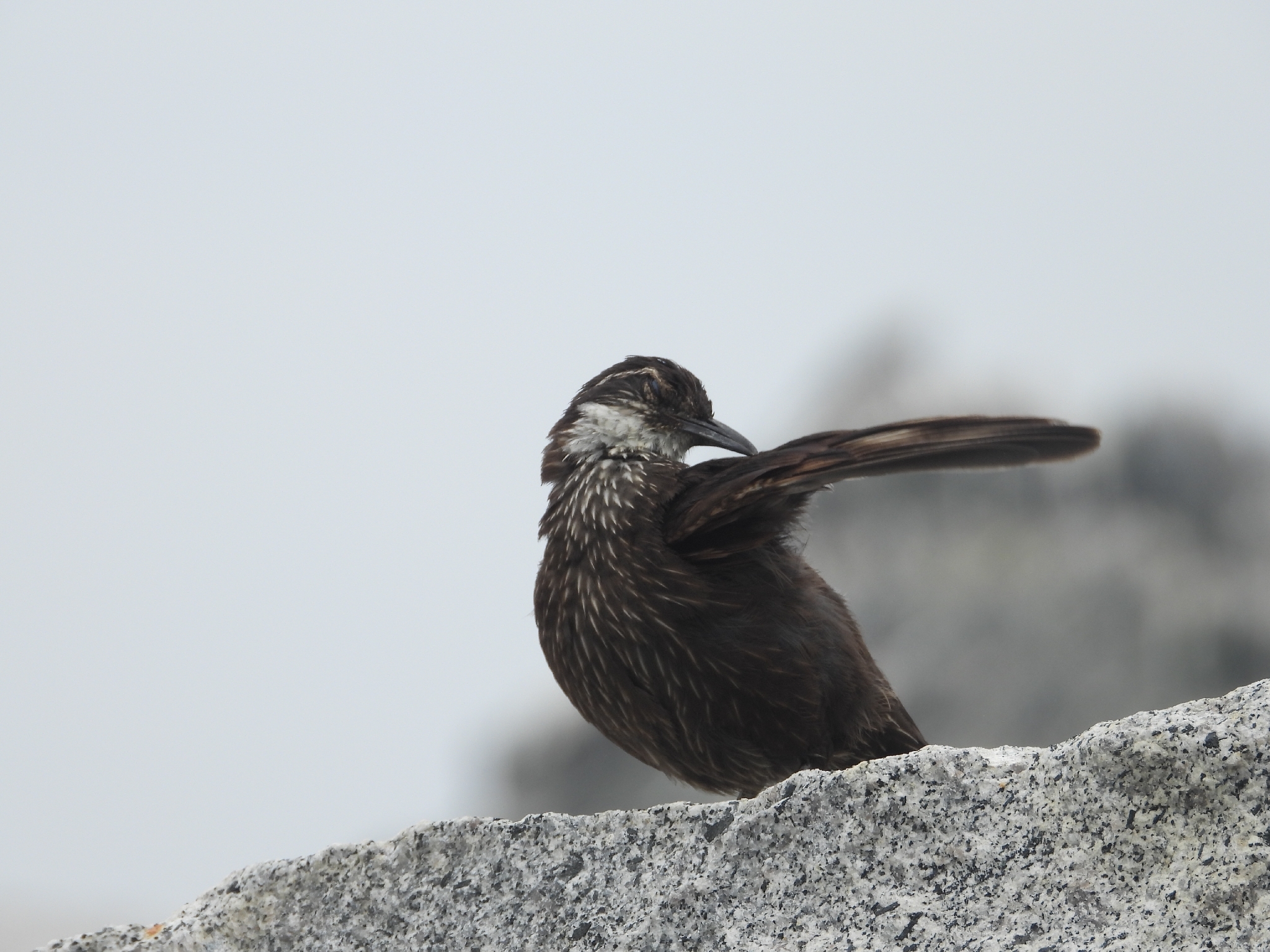 Chilean Seaside Cinclodes (Cinclodes nigrofumosus), photo 9