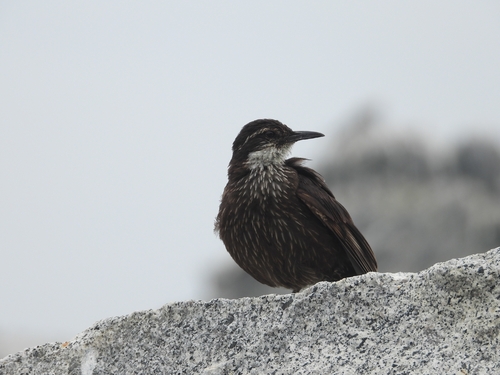 Chilean Seaside Cinclodes (Cinclodes nigrofumosus), photo 8