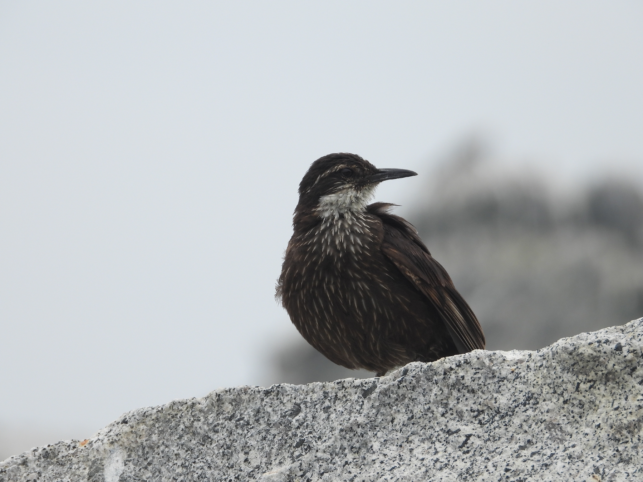 Chilean Seaside Cinclodes (Cinclodes nigrofumosus), photo 10