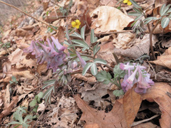 Corydalis turtschaninovii
