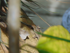 Anolis laeviventris