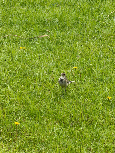 iNaturalist: (c) Millets Wildside, some rights reserved (CC BY-NC), uploaded by Millets Wildside iNaturalist image