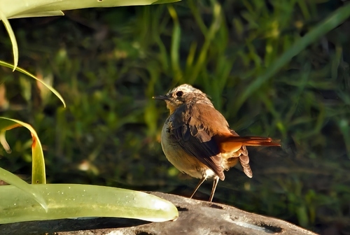 Cape Robin-Chat (Dessonornis caffer)