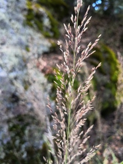 Muhlenbergia emersleyi