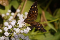 Anthanassa atronia