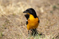 Crimson-Breasted Shrike photo 2