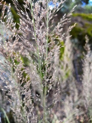 Muhlenbergia emersleyi