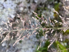 Muhlenbergia emersleyi