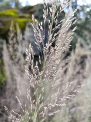 Muhlenbergia emersleyi